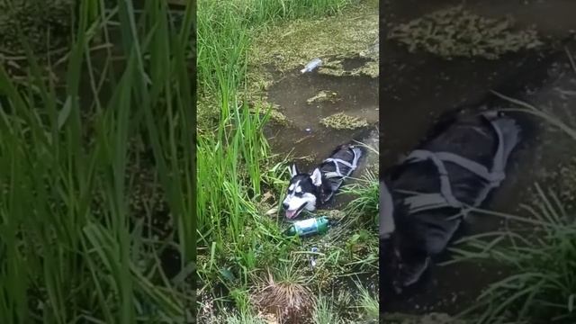 Дик так охлаждается в жару смотреть онлайн