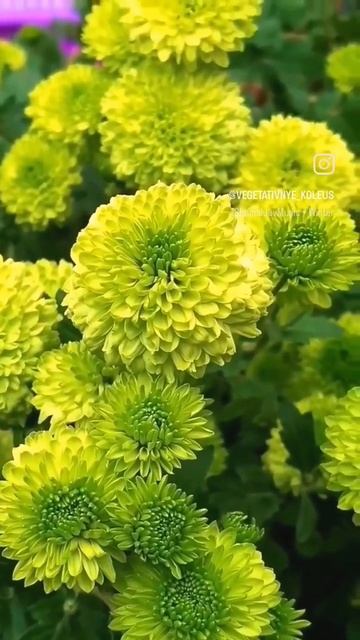 #хризантемамультифлора #краскиосени#хризантема#теплица#цветы#огород#весна#дача#сад#красивыецветы смотреть онлайн