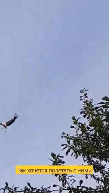 Учебные полёты продолжаются #bird #storks смотреть онлайн