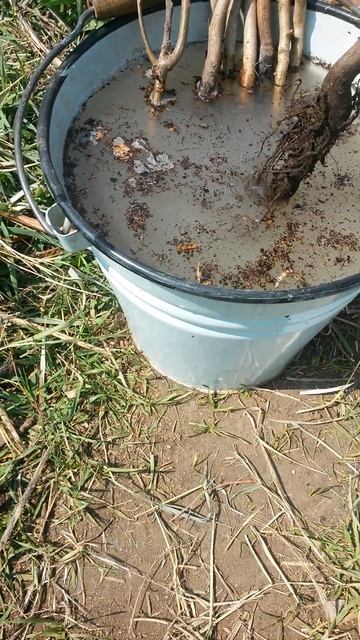 В ведро с корневином погружается Девятый саженец грецкого ореха 24-ого Мая смотреть онлайн