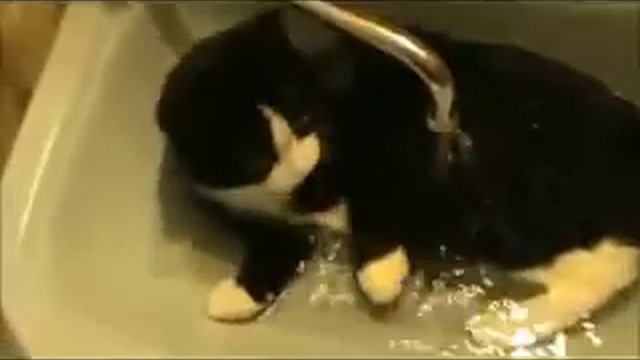 самые смешные видео про животных, со всего рунета смотреть онлайн