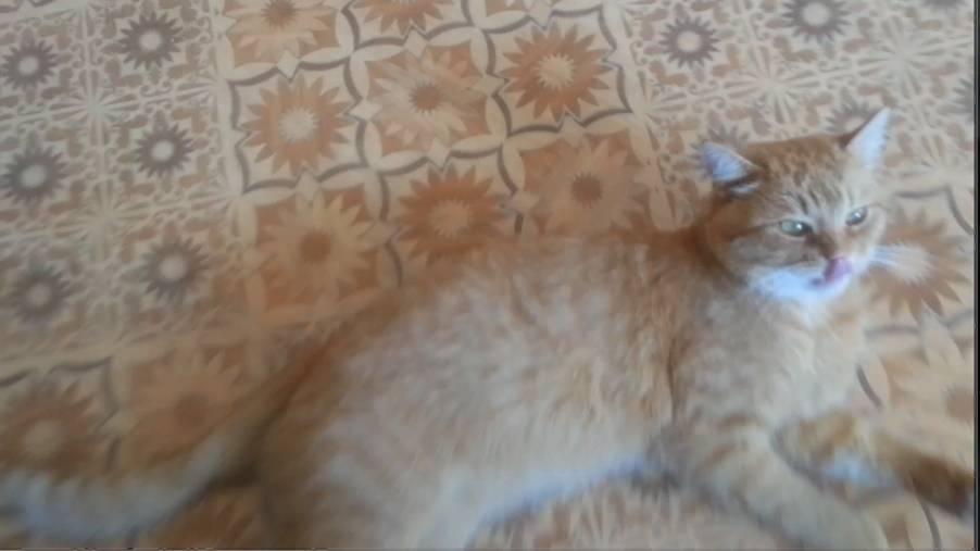 Рыжий на рыжем фоне смотреть онлайн