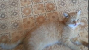 Рыжий на рыжем фоне