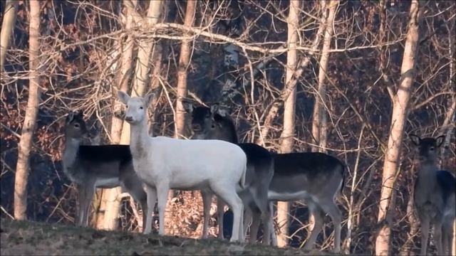 Daněla albína, albino fallow deer , Лань-альбинос смотреть онлайн