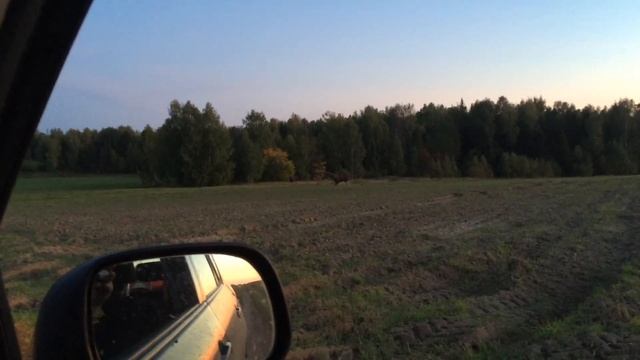 Лоси вышли на прогулку. смотреть онлайн