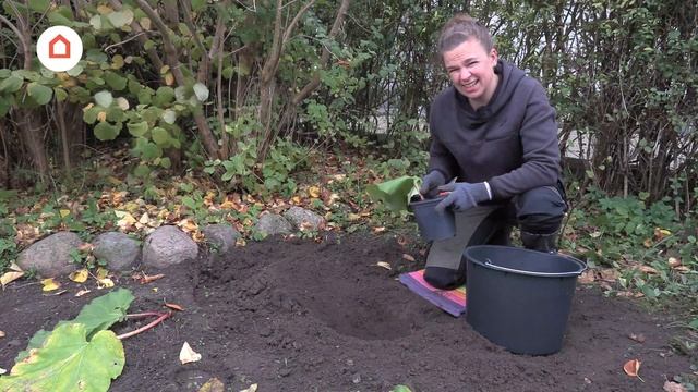 Sådan planter du rabarber смотреть онлайн