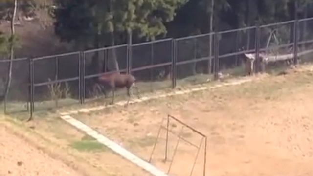 Дикий лось прогулялся по детской площадке в Ижевске смотреть онлайн
