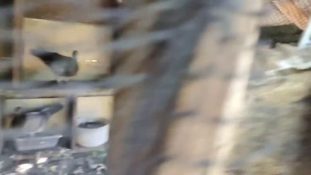 SOBRANG MURA NG KALAPATI 80 LANG GRABE! LAHAT MAY SINGSING JACKPOT DITO смотреть онлайн