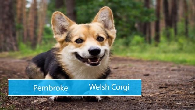 This Is the Smartest Dog Breed According to Veterinarians смотреть онлайн