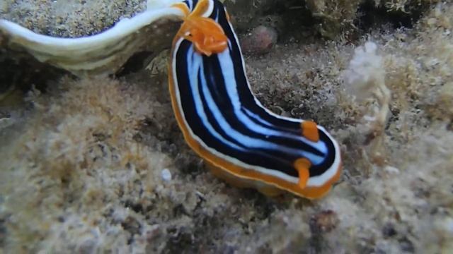 Четырехцветный Хромодорис (Chromodoris quadricolor) 1 смотреть онлайн