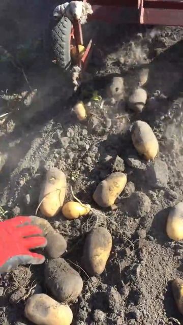 Картофель 2018. ч.7. Финиш. Копка Талент. смотреть онлайн