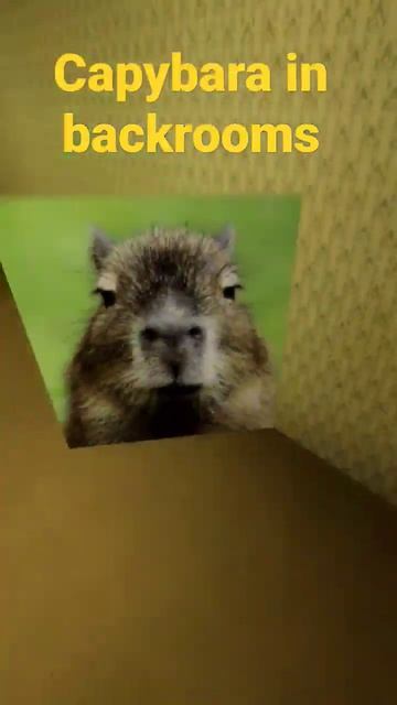 Capybara+backrooms#capybara #backrooms смотреть онлайн