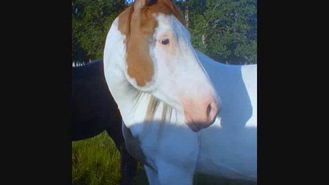 Дайвинг в крыму индонезия плаваем в море смотреть онлайн