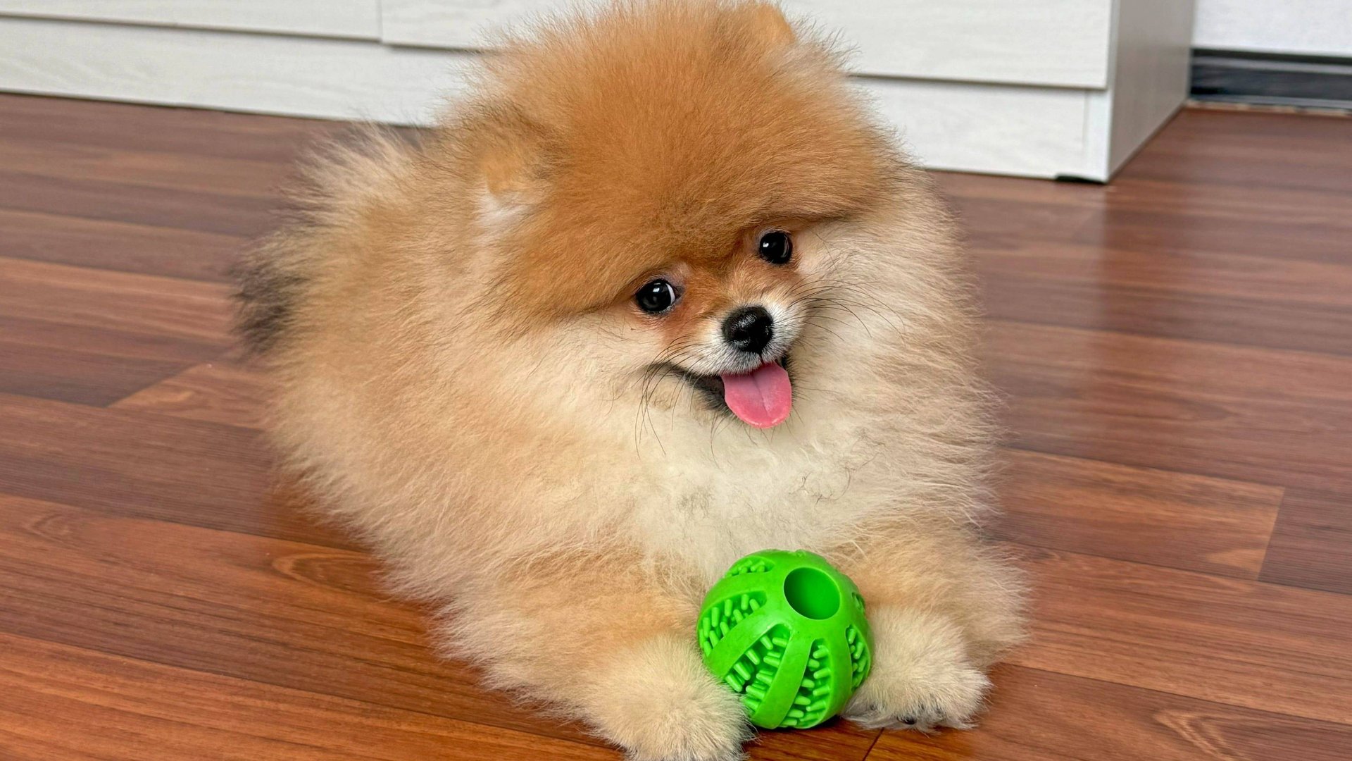 Норд - Мальчик - Померанский шпиц смотреть онлайн