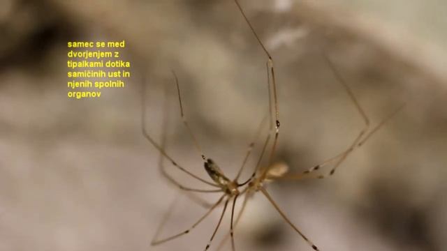 House spider Pholcus phalangioides – Tresaci hisni pajki, Pholcus opilionides, Marinko Tone смотреть онлайн