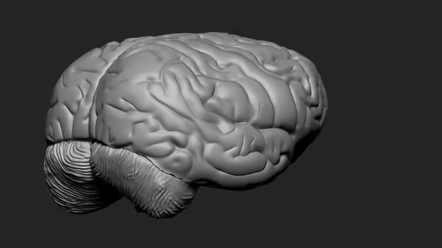 Human Brain Model Created in Zbrush смотреть онлайн