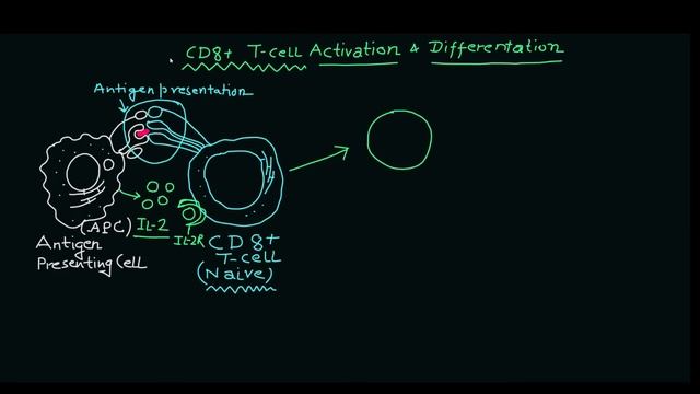 CD8+ T-Cell Activation and Differentiation | Immune System | T cells | Basic Science Series смотреть онлайн