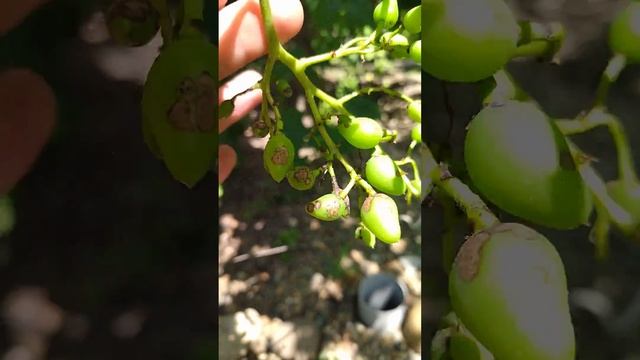 Внимание! Антракноз на винограднике смотреть онлайн