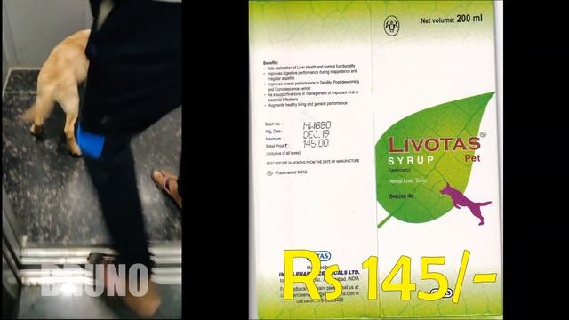 #18 | First Vaccination of Labrador Puppy at 45 days | Complete Cost Details | Bruno смотреть онлайн