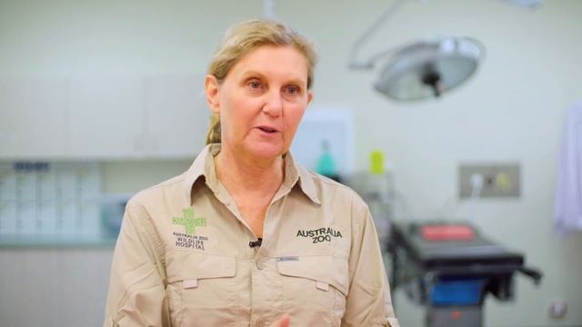 Australia Zoo's Peta The Koala Begins Physiotherapy смотреть онлайн