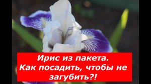 Пересадка Ириса из пакета в горшок.