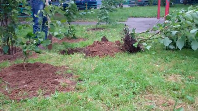 Посадка кустарников и благоустройство территории у 7 подъезда сюжет6 смотреть онлайн