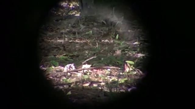 Taipan Mutant vs Squirrels смотреть онлайн