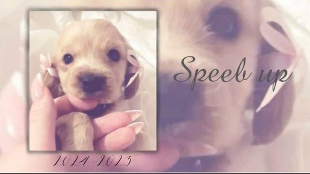 💍Плейлист рандомных песен💍