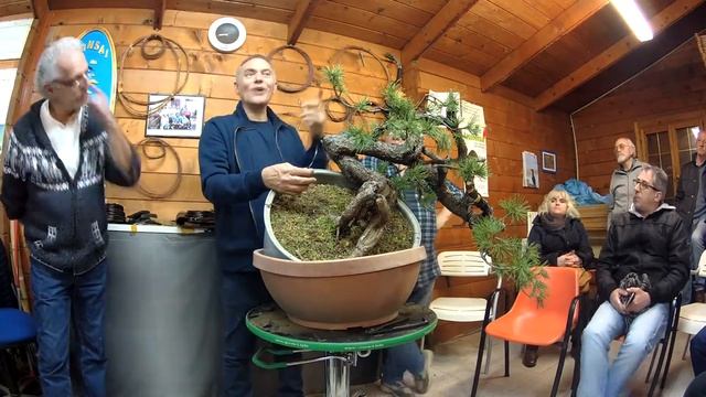 Mugo Pine first styling (time lapse) смотреть онлайн