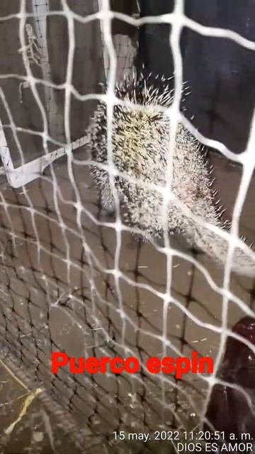 puerco espin salamina mg. смотреть онлайн