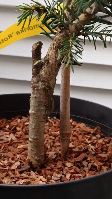 Ель сербская Ротер Аустреб
( Picea omorika Roter Austrieb) #shorts смотреть онлайн