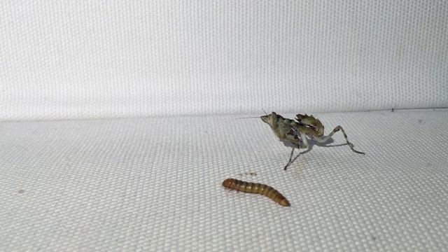 Creobroter gemmatus attacking смотреть онлайн