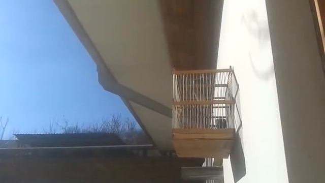 Гибрид щегла исфара смотреть онлайн