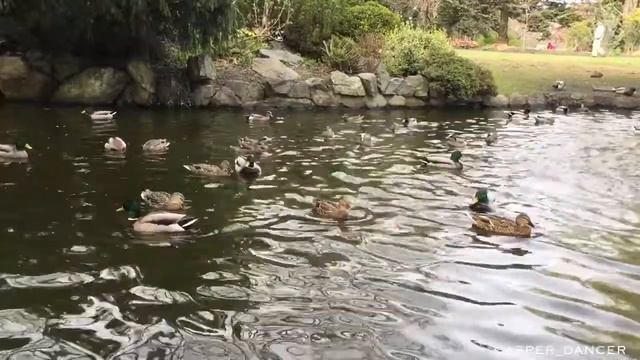 Канада 2017🇨🇦. Canada. Tour 2017. Vlog CASPER_DANCER смотреть онлайн