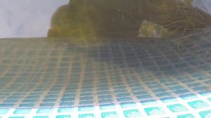 Выращивание личинки карпа. 6-й день