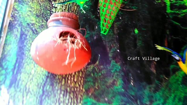Finches Birds Made a Amazing Nest Under Breeding Pot | Hatched All eggs смотреть онлайн
