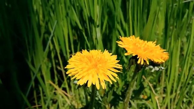 Одуванчики смотреть онлайн