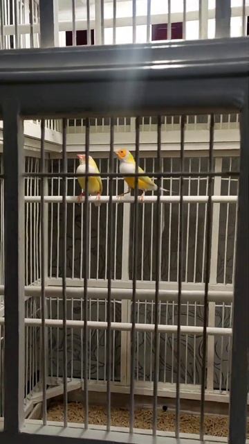 Амадины Гульда Японские амадины зебровый амадины канарейки клетки смотреть онлайн