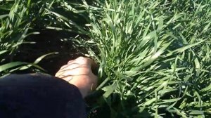 Идеальное кущение озимой пшеницы-Perfect tillering of winter wheat