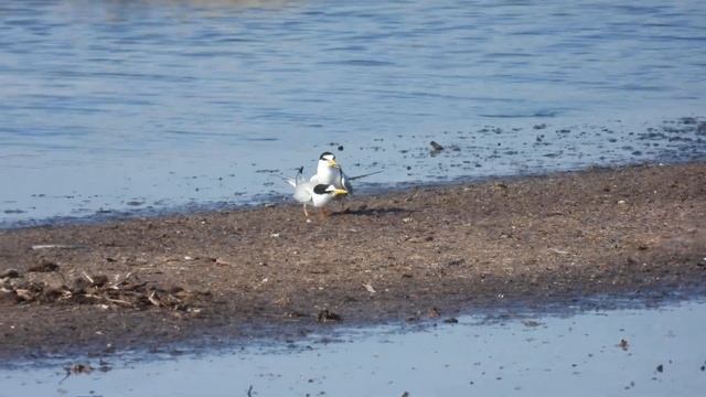 Little Tern, Fraticello (Sternula albifrons) смотреть онлайн