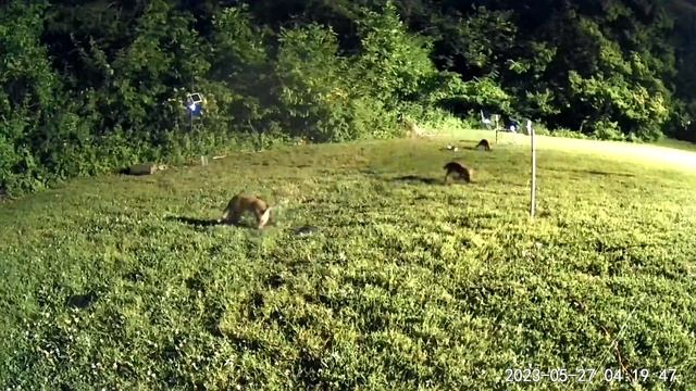 Okay, so this *ONE* fox may not appreciate the cameras смотреть онлайн