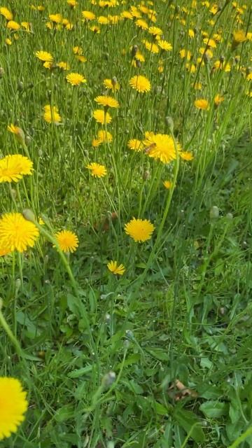 Пчёлки с самого утра жужжат работают #пасека #bee #пчеловодство смотреть онлайн