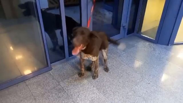 Вы будете восхищены ушами Дамбо Новости спасения смотреть онлайн