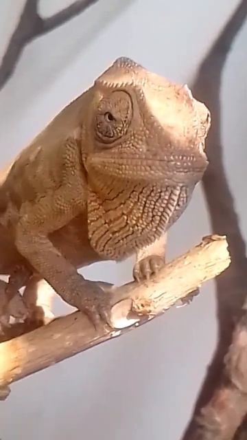 I really like crickets 🦗 смотреть онлайн