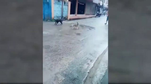 Смешные животные #58 смотреть онлайн