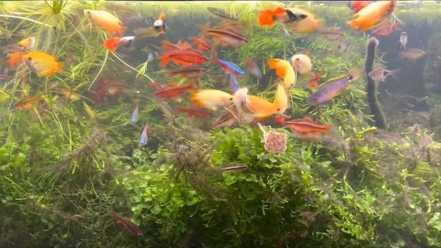 Nom Nom time for my Planted Community fish tank- tubifex worms ( freeze dried) смотреть онлайн