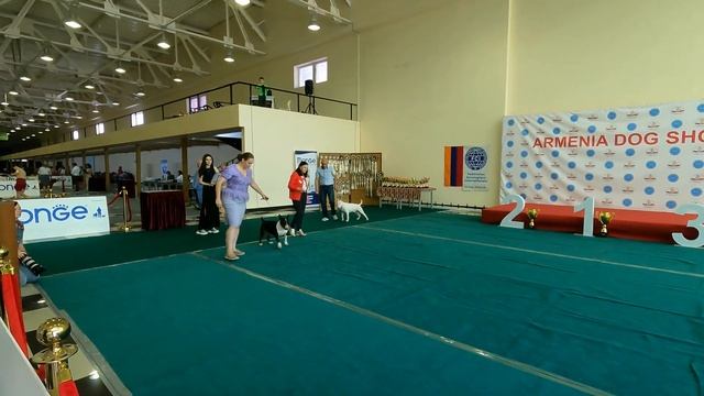 05.06.23 Bull Terrier's Armenia Yerevan 🇦🇲 ADLA-FCI CAC CACIB Judge Carmen Navarro Guisado смотреть онлайн