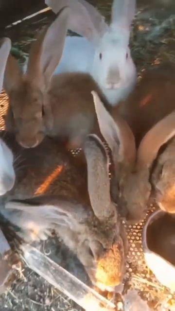 Кролики маленькие #кролики #shorts смотреть онлайн