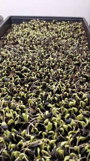 snow pea and sunflower microgreens progress смотреть онлайн