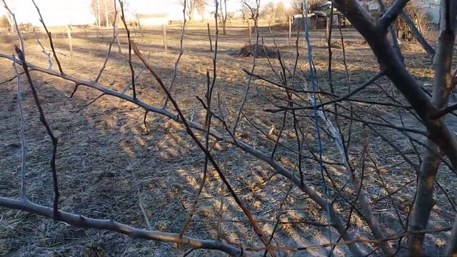 Весенняя прививка плодовых деревьев. Заготовка черенков. Часть -1. смотреть онлайн